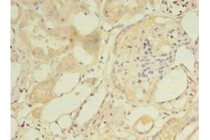 Immunohistochemistry of paraffin-embedded human kidney tissue using ABIN7160712 at dilution of 1:100 (NAT8 antibody  (AA 64-227))