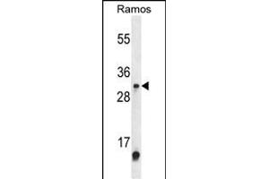 Western blot analysis of METTL1 Antibody (Center) (ABIN653843 and ABIN2843107) in Ramos cell line lysates (35 μg/lane). (METTL1 antibody  (AA 147-175))