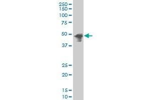 THRA polyclonal antibody (A01), Lot # 051003JC01 Western Blot analysis of THRA expression in MCF-7 (THRA antibody  (AA 87-178))