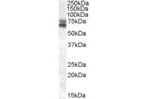 Image no. 1 for anti-Aryl Hydrocarbon Receptor Nuclear Translocator-Like (ARNTL) (both Isoforms), (Internal Region) antibody (ABIN375102) (ARNTL antibody  (both Isoforms, Internal Region))
