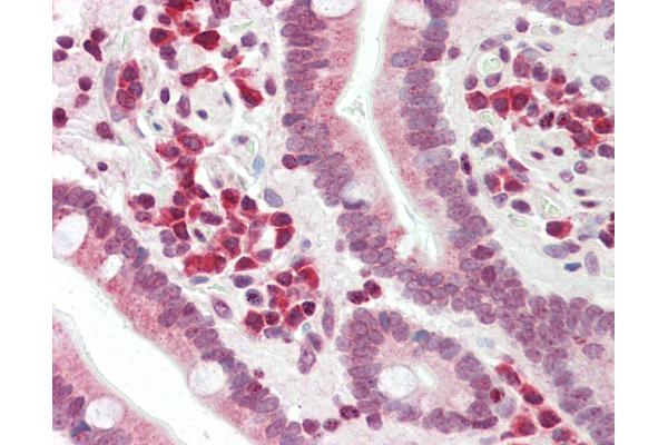 DERL1 antibody  (AA 224-251)