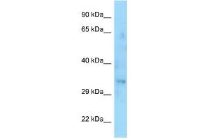 WB Suggested Anti-SYPL1 Antibody Titration: 1. (SYPL1 antibody  (C-Term))