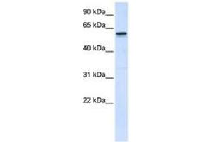 Image no. 1 for anti-Tripartite Motif Containing 41 (TRIM41) (C-Term) antibody (ABIN6740405) (TRIM41 antibody  (C-Term))