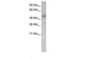 Image no. 1 for anti-Zinc Finger Protein 620 (ZNF620) (AA 361-410) antibody (ABIN203126)