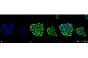 Immunocytochemistry/Immunofluorescence analysis using Mouse Anti-HSP70 Monoclonal Antibody, Clone 3A3 . (HSP70 antibody  (PerCP))