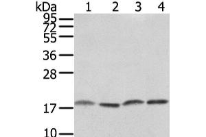 Western Blot analysis of PC3, TM4, hela and K562 cell using VAMP4 Polyclonal Antibody at dilution of 1/650 (VAMP4 antibody)