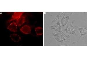 Expression of Neuropilin-1 in human U-87 MG cells - Cell surface detection of Neuropilin-1 in live intact human U-87 MG glioblastoma cells. (Neuropilin 1 antibody  (Extracellular, N-Term))