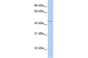 GABRA5 antibody used at 1 ug/ml to detect target protein.