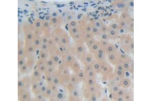 IHC-P analysis of Human Tissue, with DAB staining. (MGEA5 antibody  (AA 6-240))