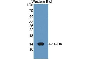 Detection of Recombinant CYCS, Human using Polyclonal Antibody to Cytochrome C (CYCS) (Cytochrome C antibody  (AA 5-100))