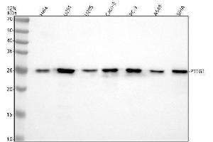 Western blot analysis of PTTG1 using anti-PTTG1 antibody (ABIN7606263).