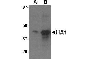 Western Blotting (WB) image for anti-Hemagglutinin antibody (Influenza A Virus H5N1) (Center) (ABIN2457870) (Hemagglutinin antibody  (Center))