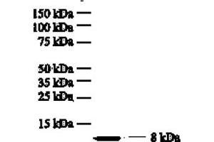 Western Blotting (WB) image for anti-Interleukin 8 (IL8) antibody (ABIN452497) (IL-8 antibody)