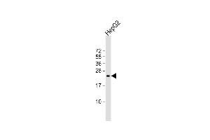 Anti-SRY Antibody (N-Term)at 1:2000 dilution + HepG2 whole cell lysates Lysates/proteins at 20 μg per lane. (SRY antibody  (AA 52-82))