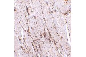 Immunohistochemistry of SCARB2 in human skeletal muscle with SCARB2 polyclonal antibody  at 2. (SCARB2 antibody  (Internal Region))