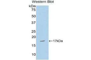 Western Blotting (WB) image for anti-Complexin 2 (CPLX2) (AA 1-134) antibody (ABIN1858480) (CPLX2 antibody  (AA 1-134))