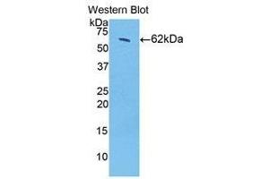 Western Blotting (WB) image for anti-Hydroxysteroid (17-Beta) Dehydrogenase 12 (HSD17B12) (AA 1-312) antibody (ABIN3210032) (HSD17B12 antibody  (AA 1-312))