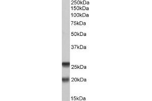 ABIN571212 (0. (SNAP23 antibody  (AA 135-144))
