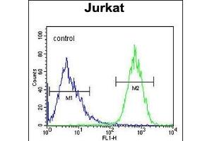 PRRG3 Antibody (Center) (ABIN654581 and ABIN2844283) flow cytometric analysis of Jurkat cells (right histogram) compared to a negative control cell (left histogram). (PRRG3 antibody  (AA 121-150))