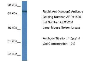 Western Blotting (WB) image for anti-X-Prolyl Aminopeptidase (Aminopeptidase P) 2, Membrane-Bound (XPNPEP2) (C-Term) antibody (ABIN785157) (XPNPEP2 antibody  (C-Term))