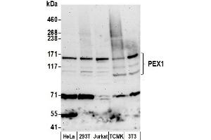 Western Blotting (WB) image for anti-Peroxisomal Biogenesis Factor 1 (PEX1) (AA 1233-1283) antibody (ABIN7449785)