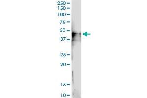 Immunoprecipitation of PVRL3 transfected lysate using anti-PVRL3 MaxPab rabbit polyclonal antibody and Protein A Magnetic Bead , and immunoblotted with PVRL3 purified MaxPab mouse polyclonal antibody (B01P) . (nectin-3 antibody  (AA 1-366))