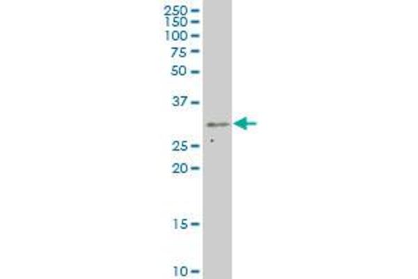 MED7 antibody  (AA 1-233)