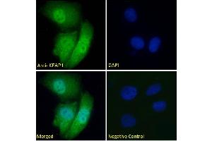 ABIN768571-P1 Immunofluorescence analysis of paraformaldehyde fixed HeLa cells, permeabilized with 0. (KEAP1 antibody  (AA 41-53))