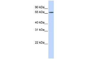WB Suggested Anti-HNRNPR Antibody Titration:  0. (HNRNPR antibody  (N-Term))
