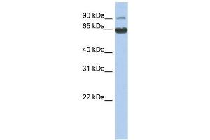 CCDC128 antibody used at 1 ug/ml to detect target protein. (KLRAQ1 antibody  (N-Term))