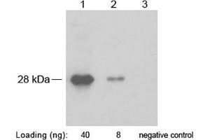 Western Blotting (WB) image for anti-SNAP Tag antibody (ABIN1573927)