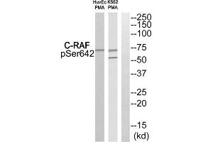 Western blot analysis of extracts from HuvEc cells and K562 cells treated with PMA, using C-RAF (Phospho-Ser642) antibody. (RAF1 antibody  (pSer642))
