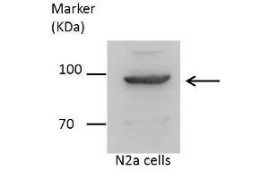 Western Blotting (WB) image for anti-Engulfment and Cell Motility 1 (ELMO1) (C-Term) antibody (ABIN2856311)