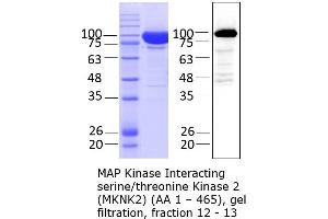 Quality Control Images: Western Blotting + SDS-PAGE (MKNK2 Protein (AA 1-465) (Strep Tag))