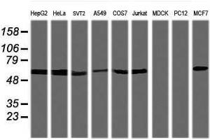 Image no. 1 for anti-Tripartite Motif Containing 38 (TRIM38) (AA 1-265) antibody (ABIN1490683) (TRIM38 antibody  (AA 1-265))