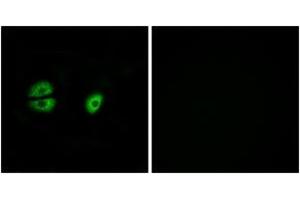Immunofluorescence (IF) image for anti-Mitochondrial Ribosomal Protein S22 (MRPS22) (AA 231-280) antibody (ABIN2890408) (MRPS22 antibody  (AA 231-280))