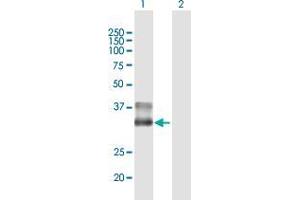 Western Blot analysis of BARHL1 expression in transfected 293T cell line by BARHL1 MaxPab polyclonal antibody.