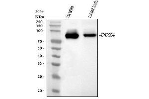 Western blot analysis of DDX4 using anti-DDX4 antibody (ABIN7601203). (DDX4 antibody  (AA 3-666))