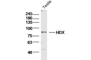 Mouse testis lysates probed with HDX Polyclonal Antibody, unconjugated  at 1:300 overnight at 4°C followed by a conjugated secondary antibody for 60 minutes at 37°C. (HDX antibody  (AA 1-100))