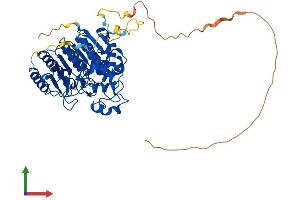 Protein Structure (PS) image for Histone Deacetylase 2 (HDAC2) (AA 1-488) protein (His tag) (ABIN7563520)