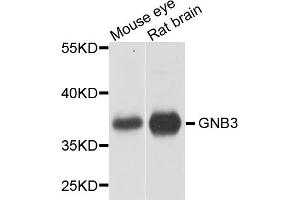Western blot analysis of extracts of various cell lines, using GNB3 antibody (ABIN5970645) at 1/1000 dilution. (GNB3 antibody)