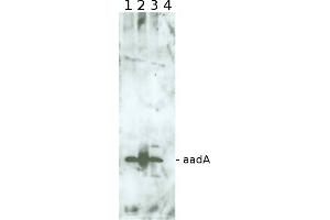 Image no. 1 for anti-Aminoglycoside adenyltransferase (aadA1) antibody (ABIN5706932) (AadA1 antibody)