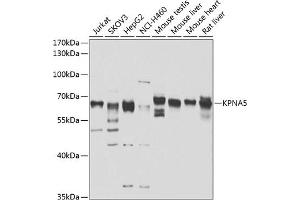 Western blot analysis of extracts of various cell lines, using KPN antibody (ABIN6131809, ABIN6142993, ABIN6142994 and ABIN6223173) at 1:1000 dilution.