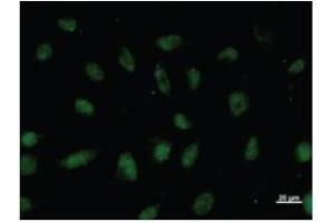Immunostaining analysis in HeLa cells. (VEZF1 antibody)