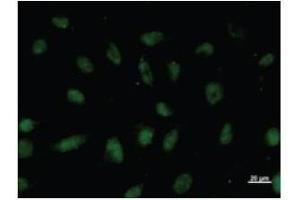 Immunostaining analysis in HeLa cells. (VEZF1 antibody)