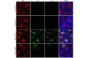 Immunofluorescence (IF) image for anti-NLR Family, Pyrin Domain Containing 3 (NLRP3) (AA 1-93), (Pyrin Domain) antibody (ABIN1169100)