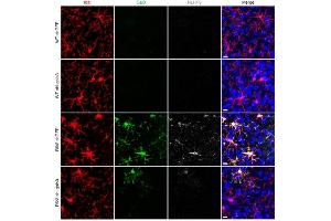 Immunofluorescence staining of mouse brain tissues