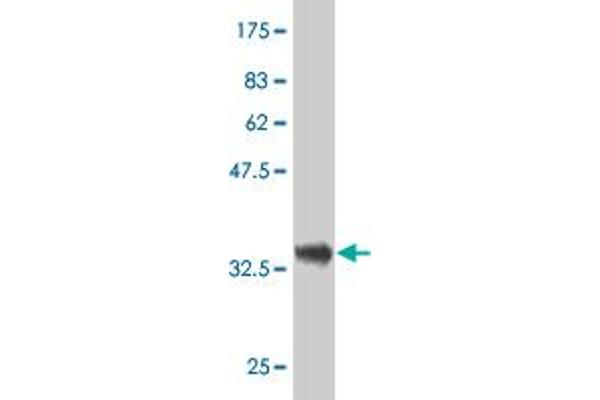 DCMP Deaminase (DCTD) (AA 69-178) antibody