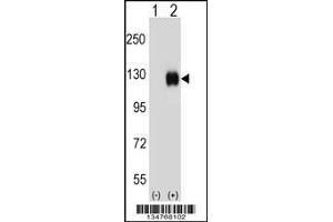 Western blot analysis of Ephb4 using rabbit polyclonal Mouse Ephb4 Antibody using 293 cell lysates (2 ug/lane) either nontransfected (Lane 1) or transiently transfected (Lane 2) with the Ephb4 gene. (EPH Receptor B4 antibody  (AA 360-389))