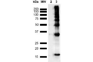 Western Blot analysis of Human Recombinant Protein showing detection of Multiple Bands Nitrotyrosine protein using Mouse Anti-Nitrotyrosine Monoclonal Antibody, Clone 39B6 (ABIN2486194). (Nitrotyrosine antibody  (HRP))